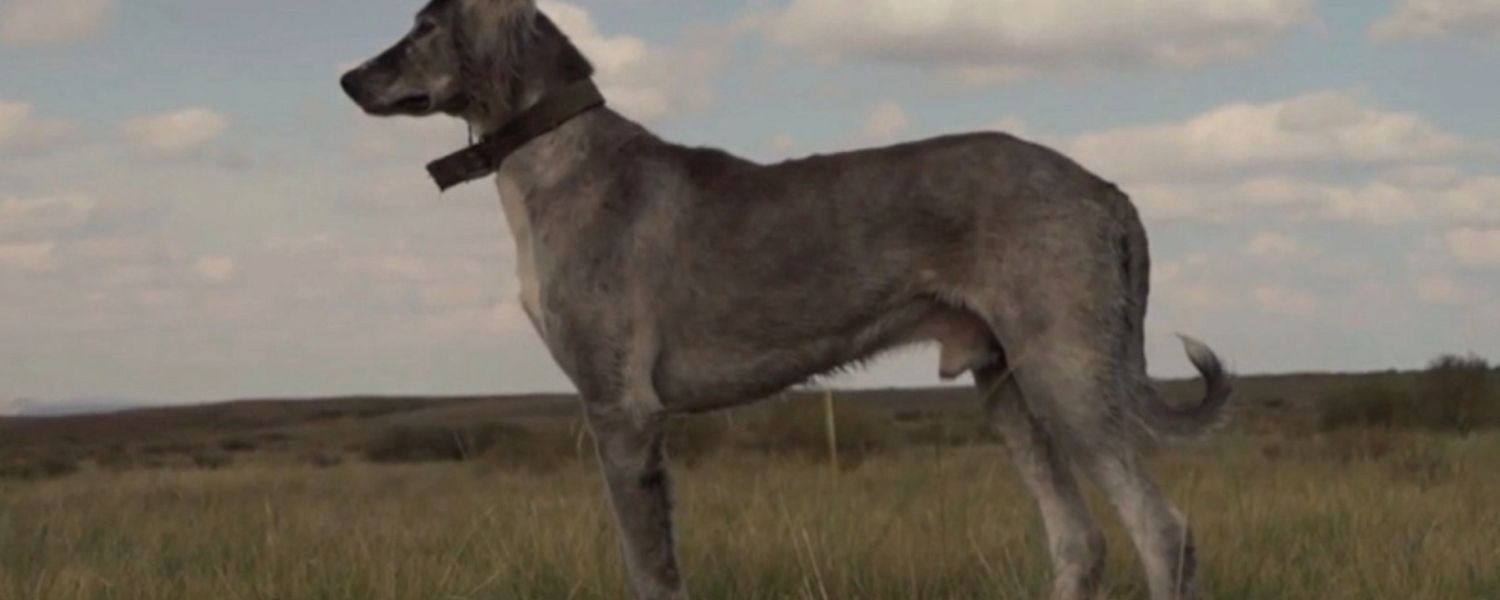 Уникальность казахских тазы и роль энтузиастов в сохранении должного места тазы в культурном наследии Казахстана